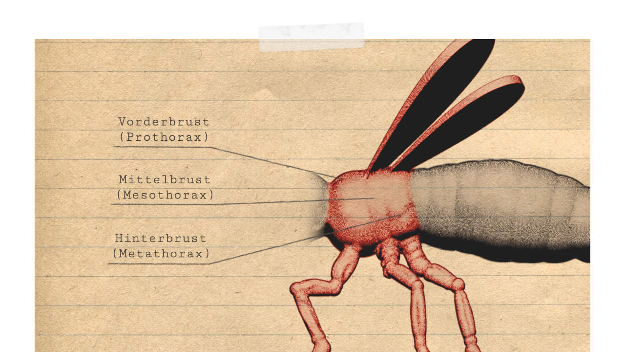 Was Ist Ein Insekt Teil Insecticon