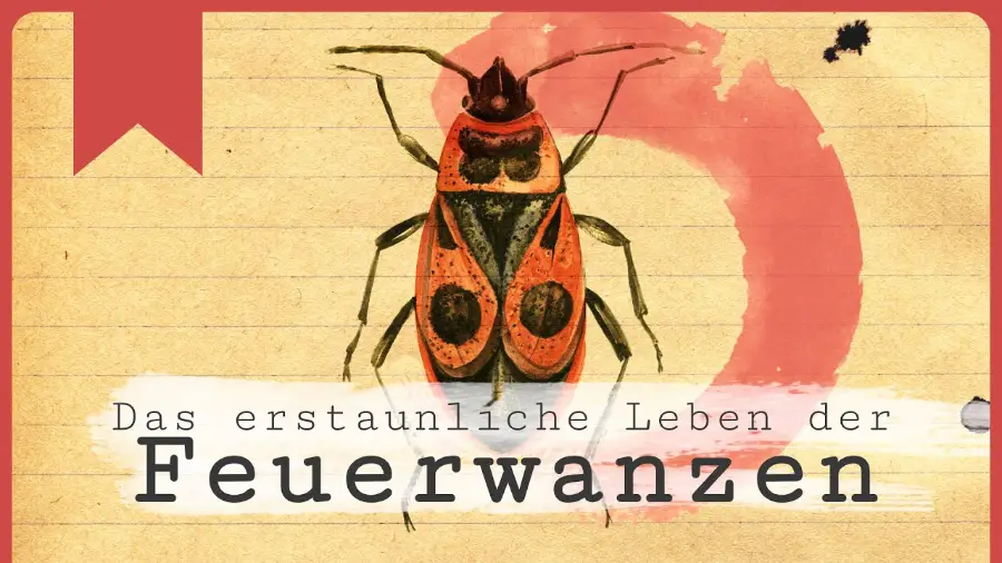 Video: Das erstaunliche Leben der Feuerwanzen