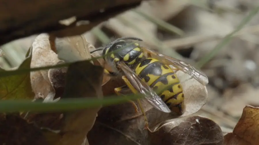Ruhende Insekten in ihrer natürlichen Umgebung