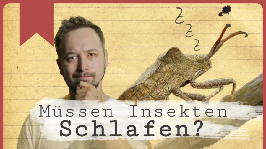 Video: Fruchtfliegen und Insektenschlaf