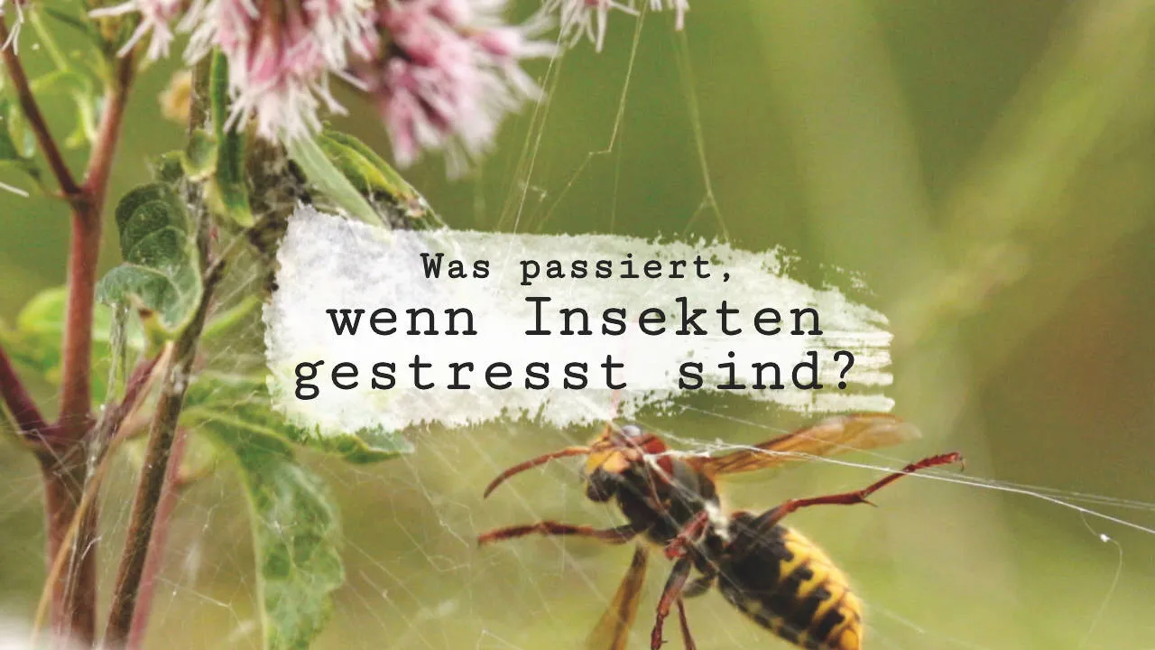Insekten und Stress