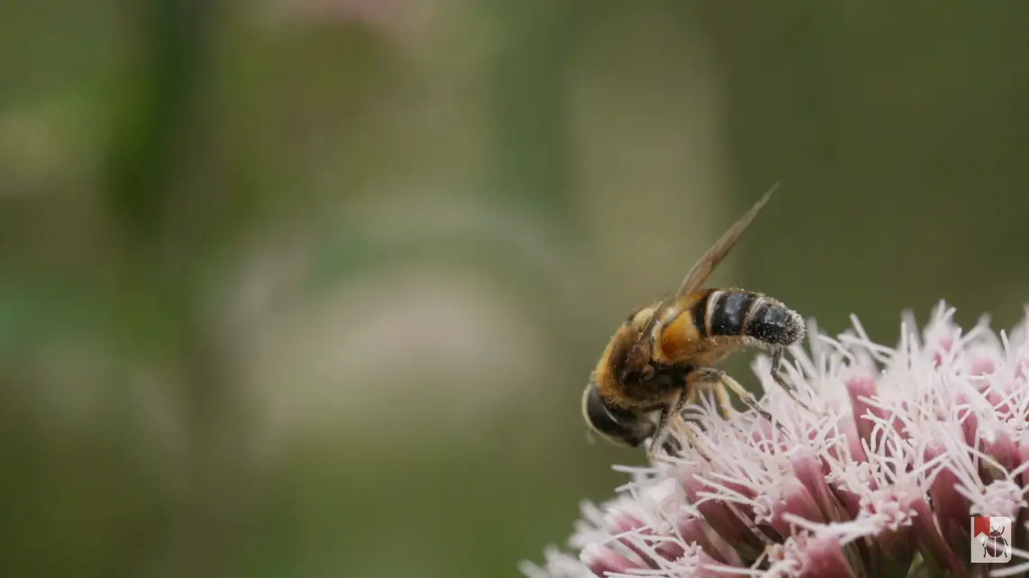 Platzhalter: Insekten im natürlichen Lebensraum