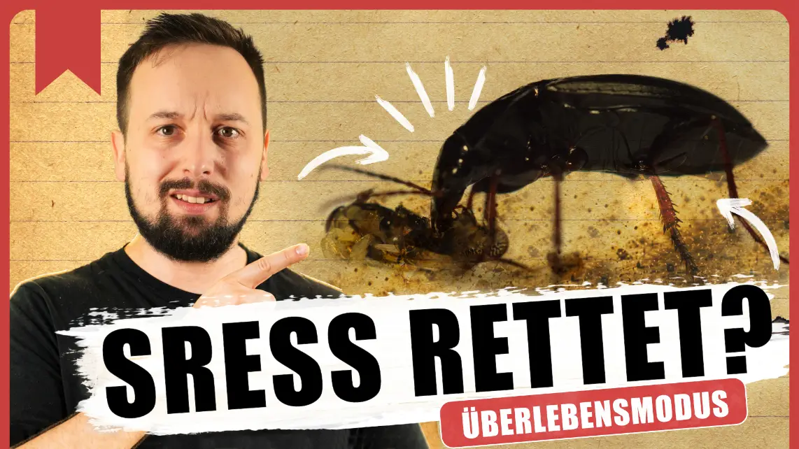 Video: Insekten unter Druck