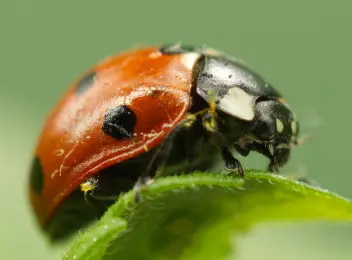Siebenpunkt Marienkäfer