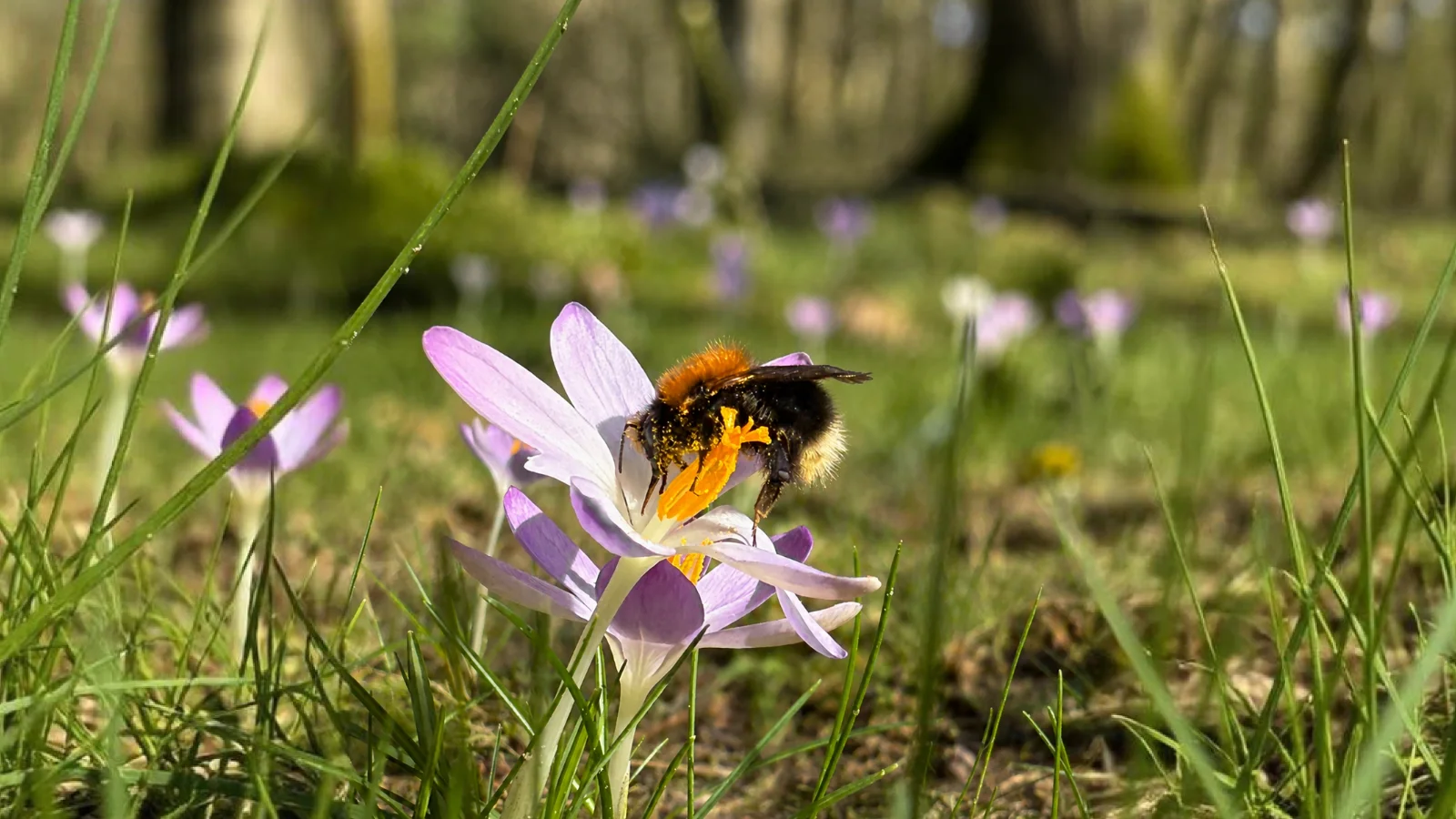 Baumhummel