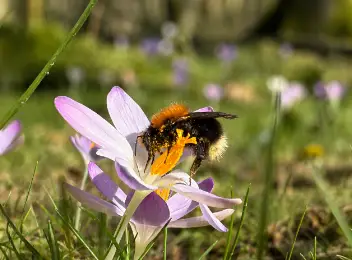 Baumhummel