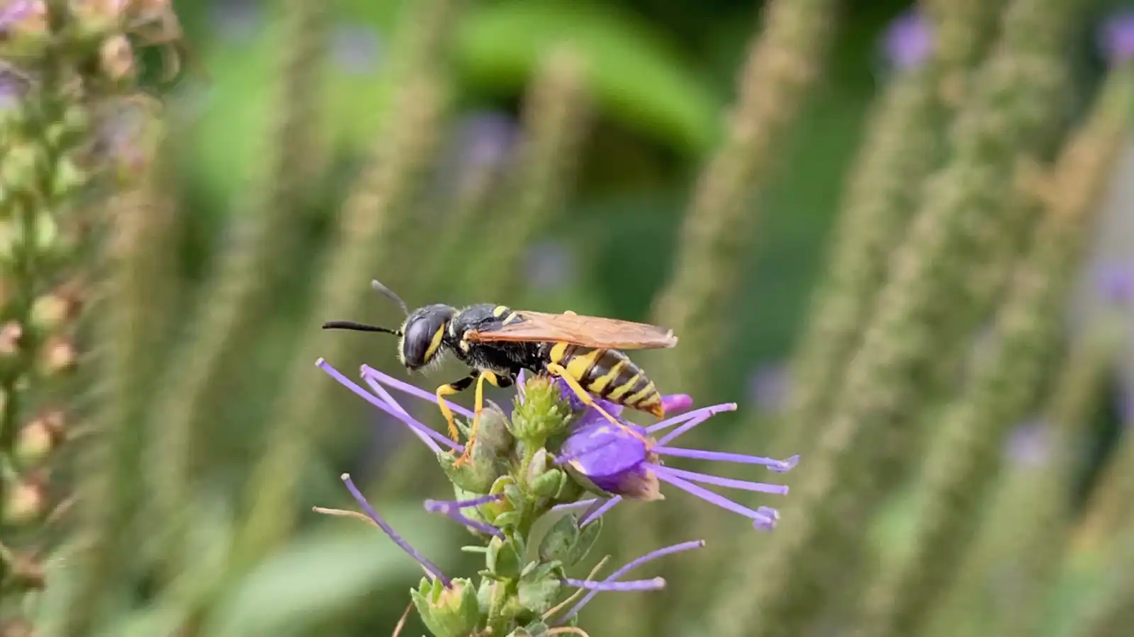 Bienenwolf