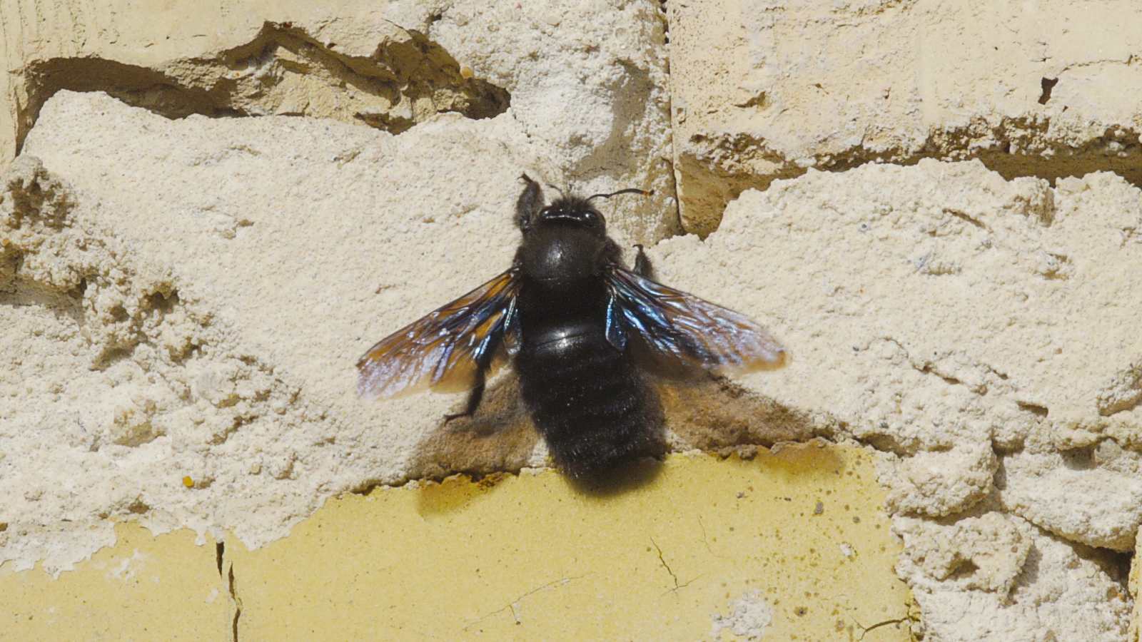 Blaue Holzbiene