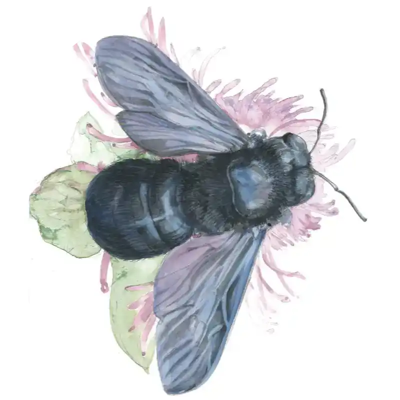 Blaue Holzbiene – Quartett-Illustration