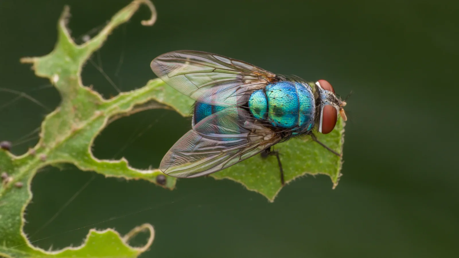 Blaue Schmeißfliege