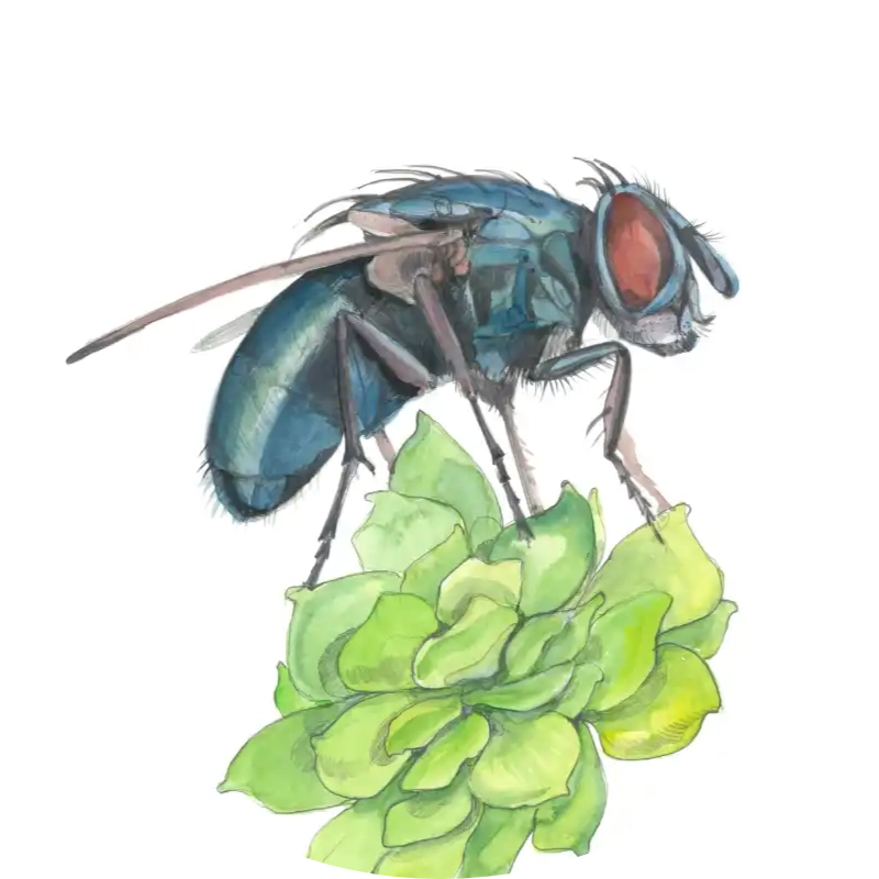 Blaue Schmeißfliege – Quartett-Illustration