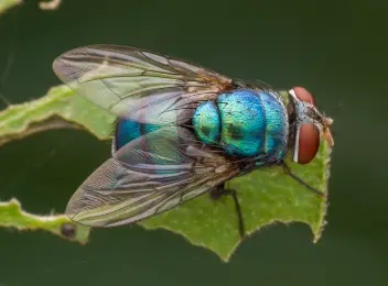 Blaue Schmeißfliege
