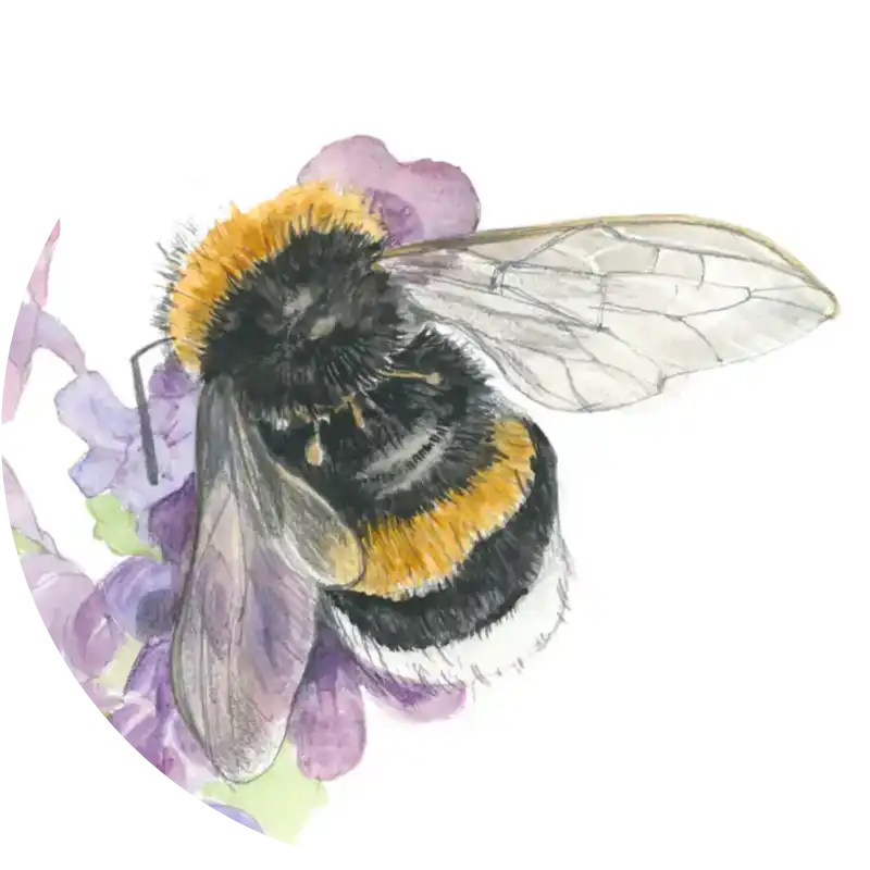 Dunkle Erdhummel – Quartett-Illustration