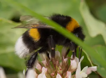 Dunkle Erdhummel