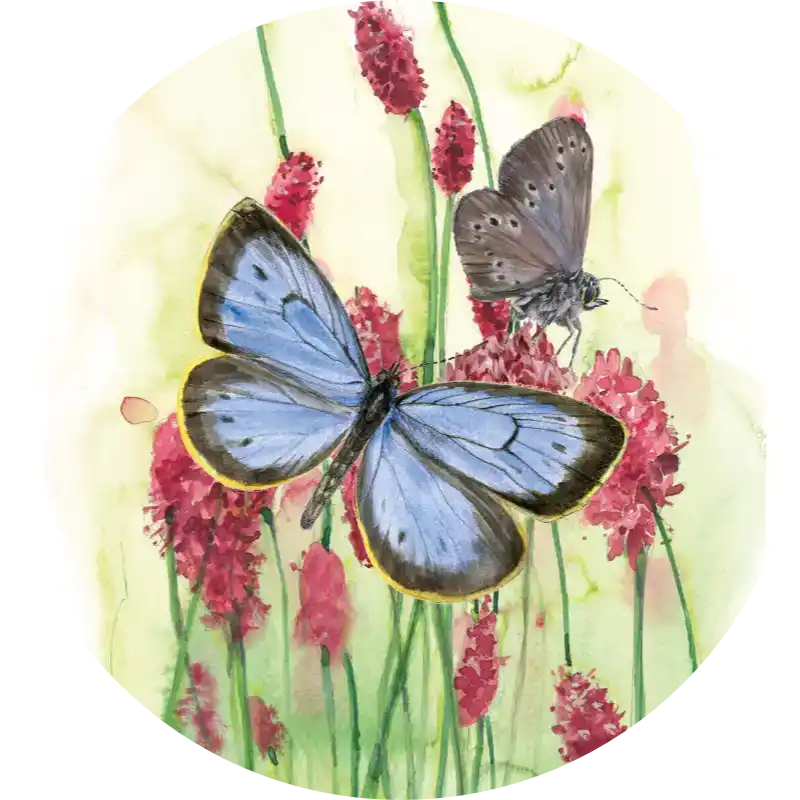 Dunkler Wiesenknopf-Ameisenbläuling – Quartett-Illustration