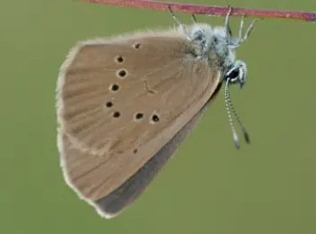 Dunkler Wiesenknopf-Ameisenbläuling