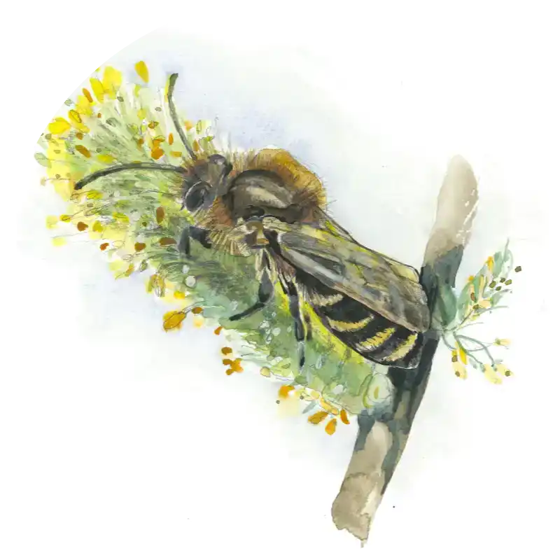Frühlings Seidenbiene – Quartett-Illustration