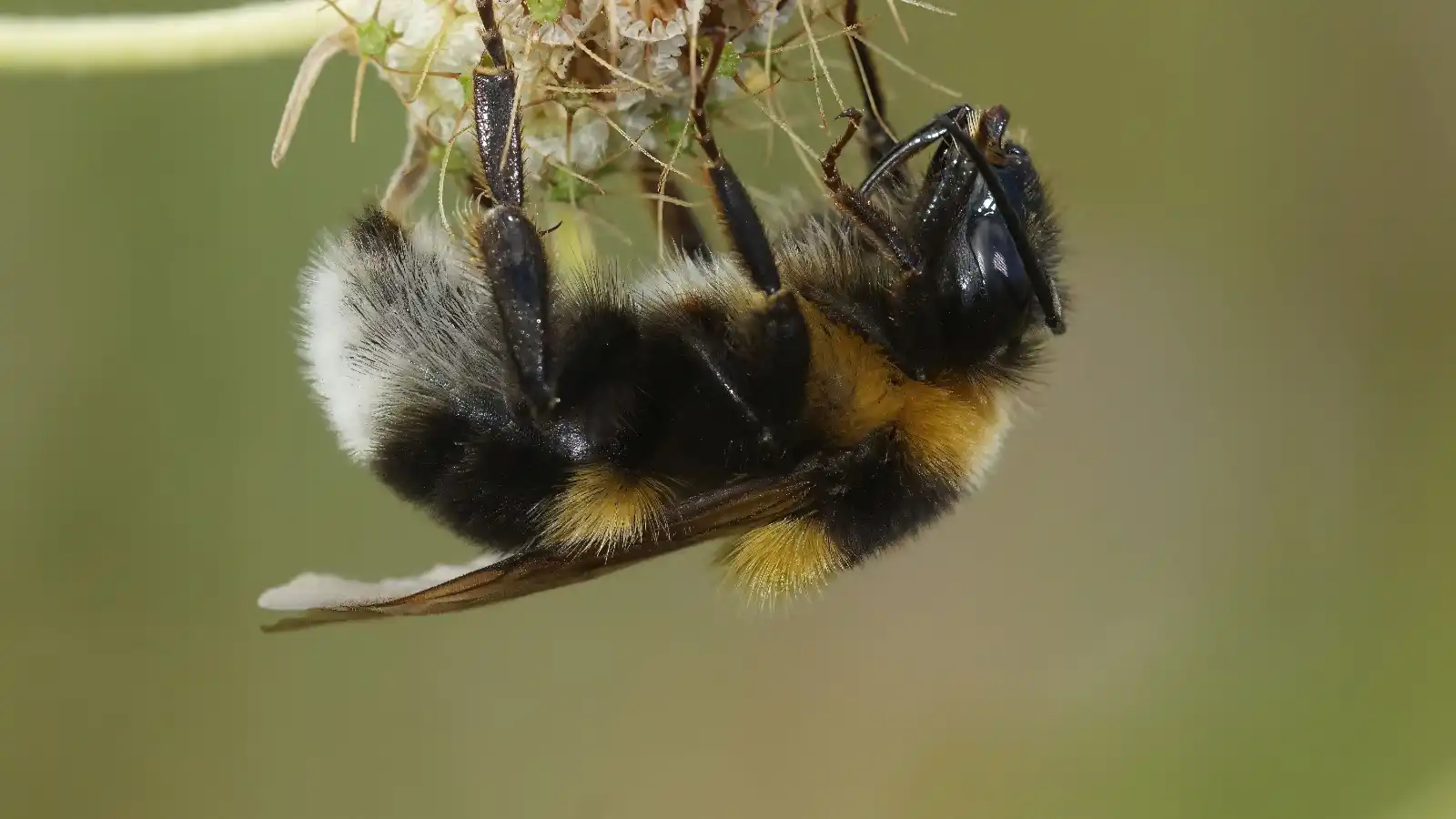 Gartenhummel