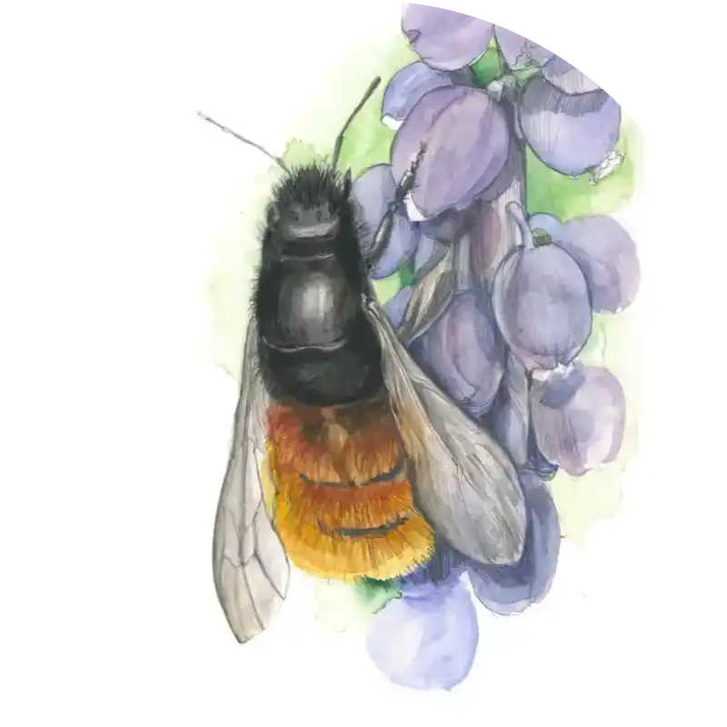 Gehörnte Mauerbiene – Quartett-Illustration