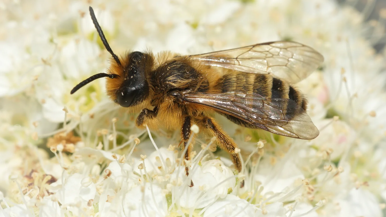 Gewöhnliche Bindensandbiene