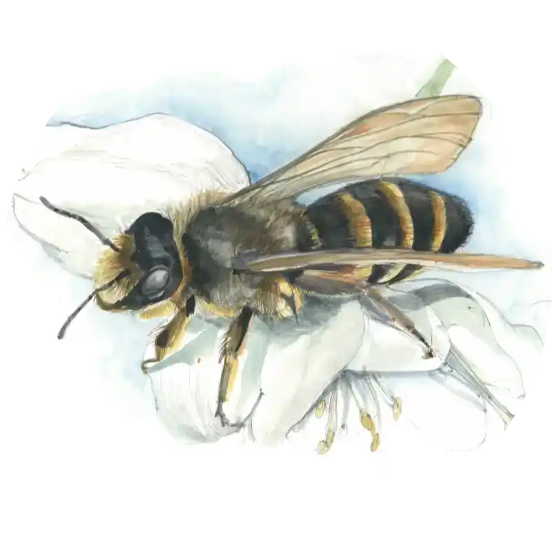 Gewöhnliche Bindensandbiene – Quartett-Illustration