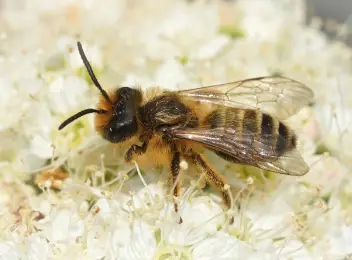 Gewöhnliche Bindensandbiene