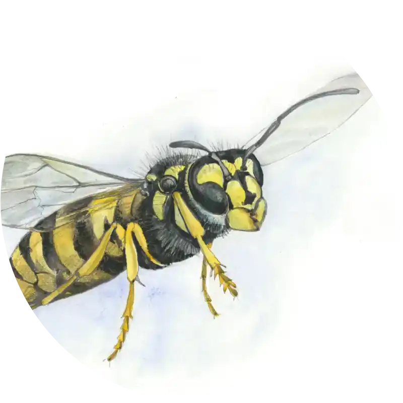 Gewöhnliche Wespe – Quartett-Illustration