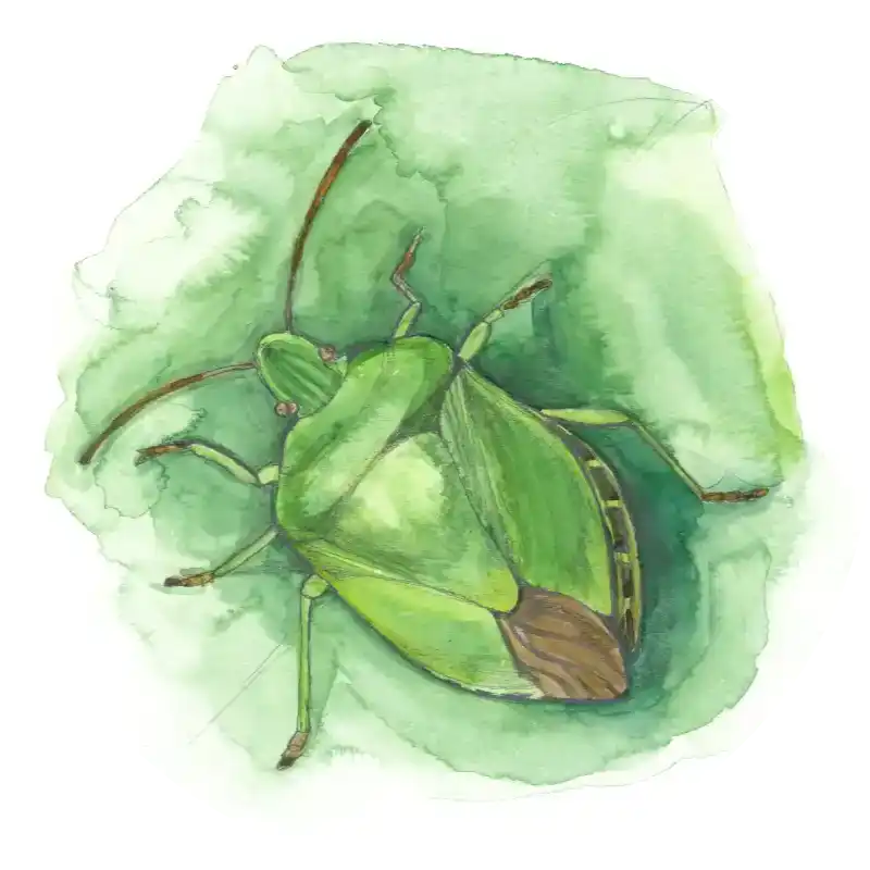 Grüne Stinkwanze – Quartett-Illustration