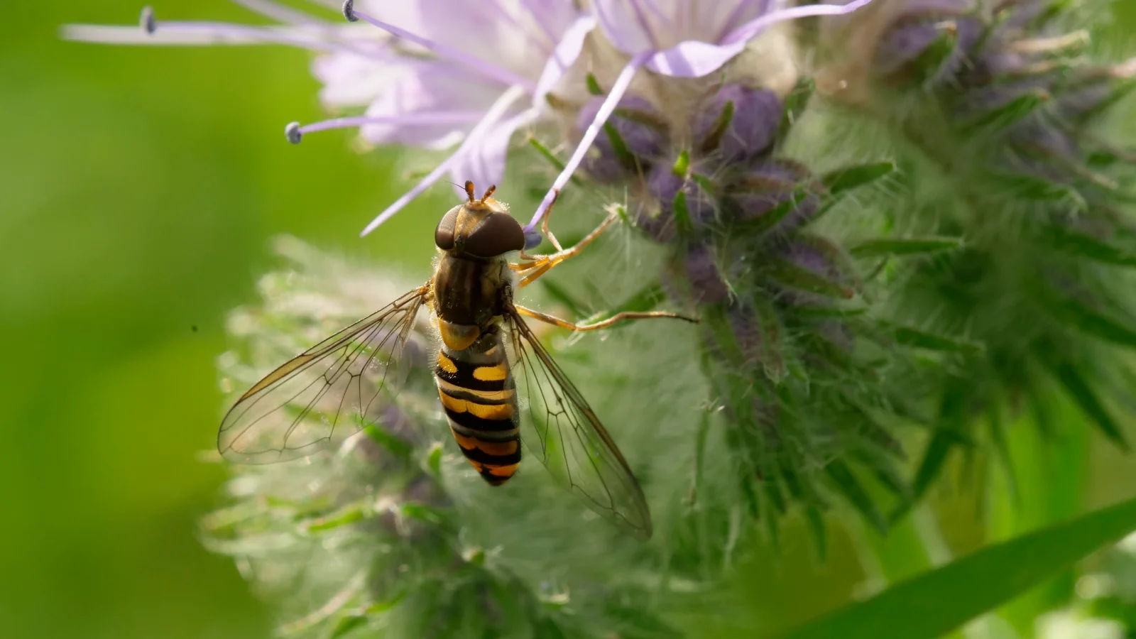 Hainschwebfliege