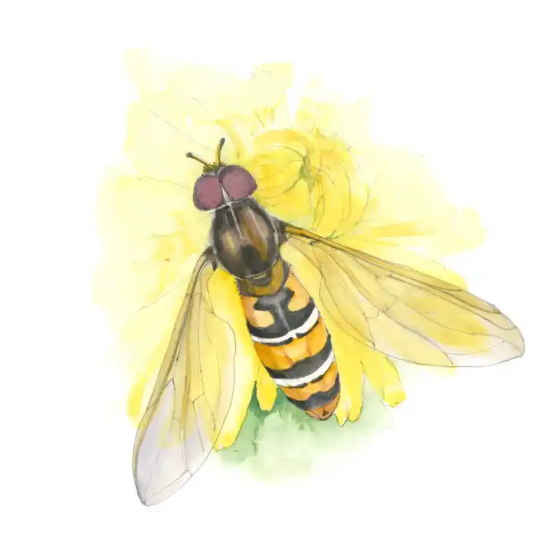Hainschwebfliege – Quartett-Illustration