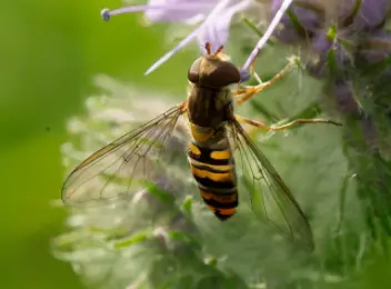 Hainschwebfliege