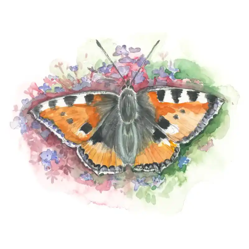 Kleiner Fuchs – Quartett-Illustration