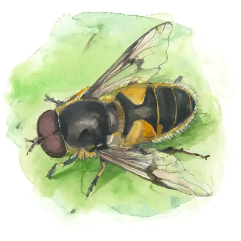 Mistbiene – Quartett-Illustration