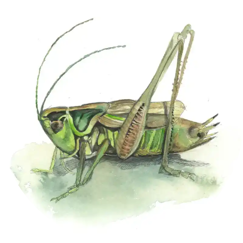 Roesels Beißschrecke – Quartett-Illustration