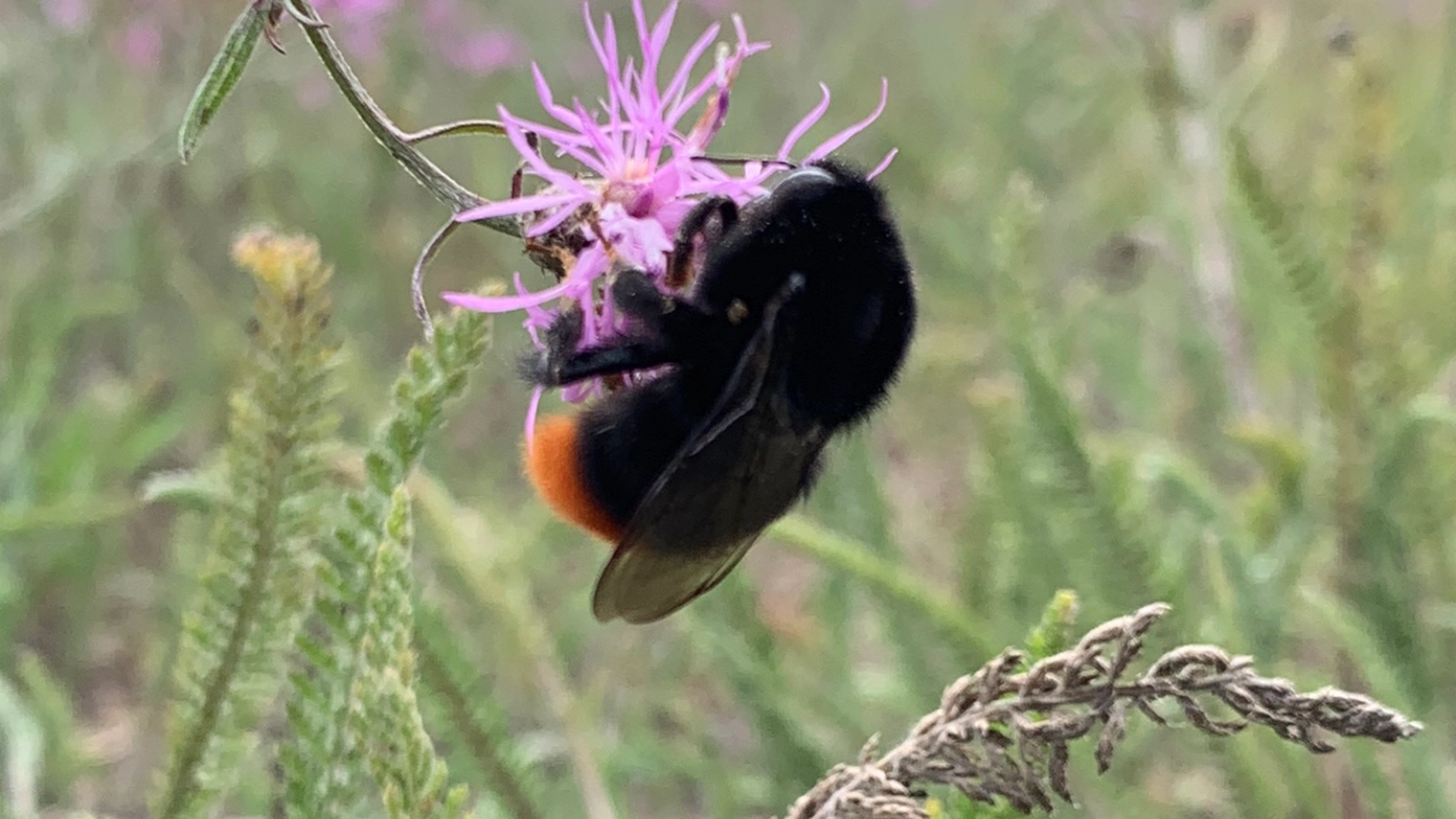 Steinhummel