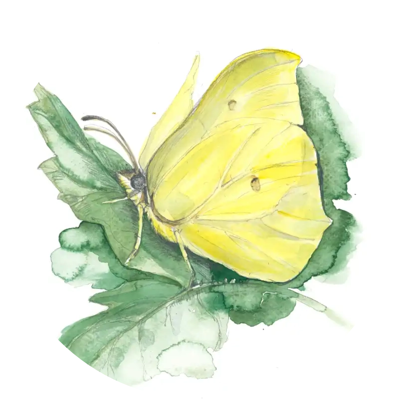 Zitronenfalter – Quartett-Illustration